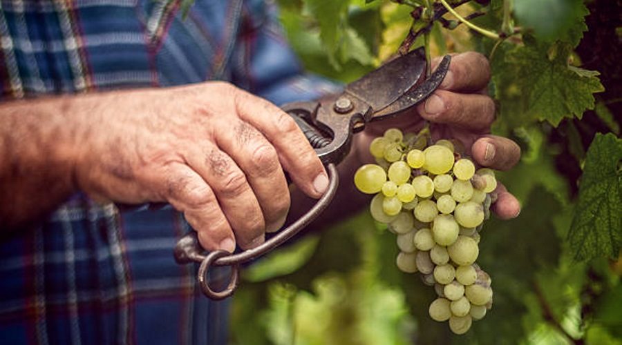 Только из собранного вручную винограда получается качественное вино